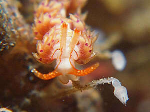 0106aominoumiusika aki.jpg