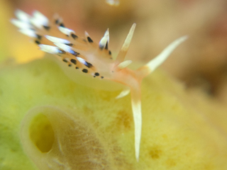 0101hibusamino nisimura-1.jpg