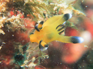 0103pikatyu oda.jpg