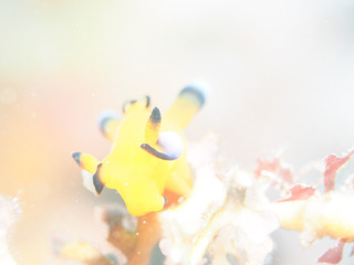0104pikatyu aki.jpg
