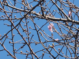 0107kawaduzakura-1.jpg