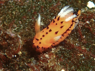 0112yaguruma araki-1.jpg