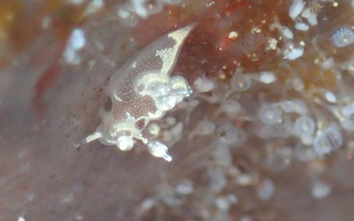 0122mousan kiyama2.jpg