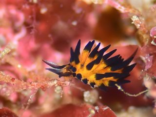 0123stumaguromo okano.jpg