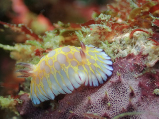 0128bobusanumiushi yoshida.jpg