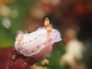 イチゴミルクウミウシでた～: ウミウシガイド専門「UmiUshi210」海ブログ