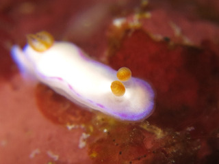 0131torunnadanierae horii.jpg