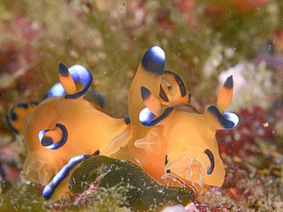 0201pika1 yano.jpg