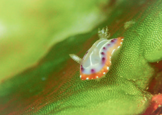 0202setoiro siota.jpg