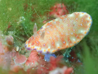0203akanekomon1 kakegawa.jpg