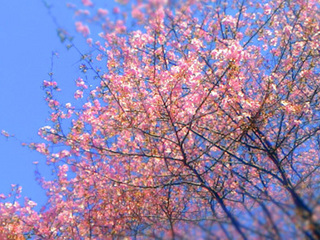 0204kawaduzakura aki.jpg