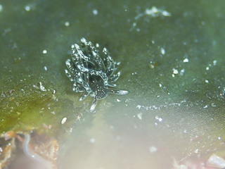 0205midoriamamo itoh1.jpg