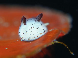 0209goma1 aki.jpg