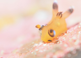 0209pika1 sogame.jpg