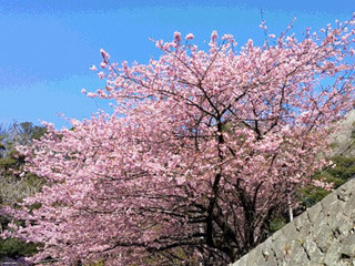 0210kawadusakura.jpg