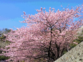 0210kawadusakura.jpg
