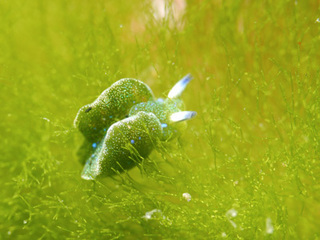 0211aoboshimidori kanagawa.jpg