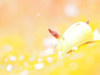 0211kiiroumikochou aki.jpg