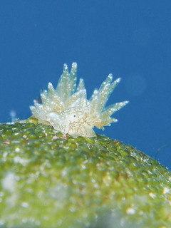 0211midoriamamoi aki.jpg