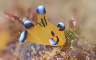 0211pika kaburagi.jpg