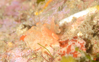 0211salamumino kaburagi.jpg