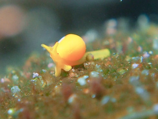 0211takarakogomegai aki.jpg