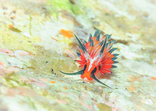 0211tsumaguromino2 yoshida.jpg