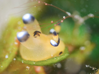 0213pikatyuu1 shiho.jpg