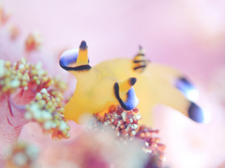 0213pikatyuu2 shiho.jpg