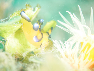 0218pikatyu shiho.jpg