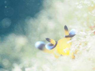0220pikatyu taka.jpg
