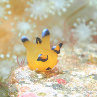 0221picachu taka.jpg