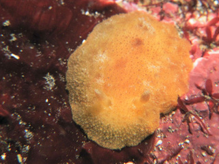 0222dorice oda2.jpg