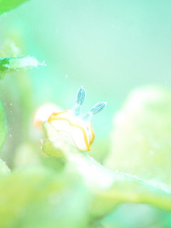 0226hanaotome shiho.jpg