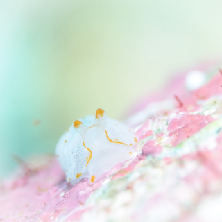 0226kamenoko taka1.jpg