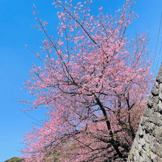 0226sakura taka1.jpg