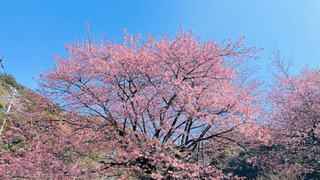 0226sakura taka2.jpg