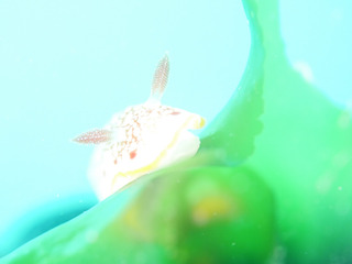 0226sarasa shiho.jpg