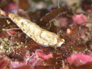 0228milkotome okano.jpg