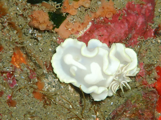 0228shirotaeiro jip2.jpg