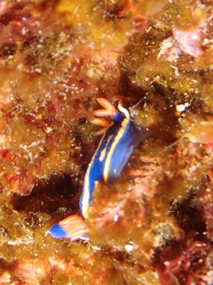 0301aoumiusi izumi.jpg