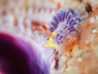 0304murasakimino1 kimoto.jpg