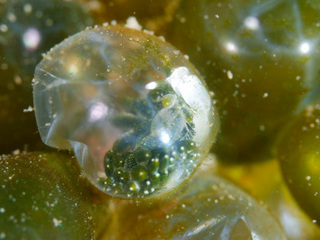 0304ooarimozoku kimoto.jpg