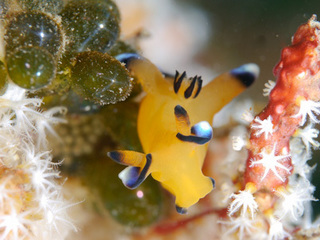 0304pikatyuu kimoto.jpg
