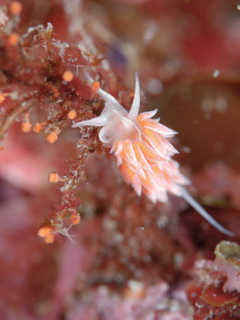 0304sakuramino1 kimoto.jpg