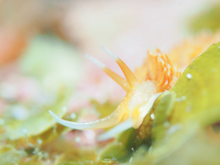0305akaeramino aki.jpg