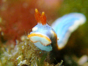 0305samejima kodama.jpg