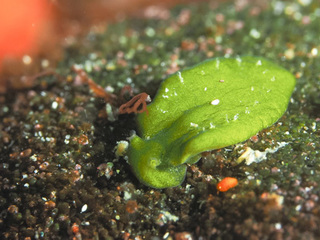 0308hirataimidorigai.jpg