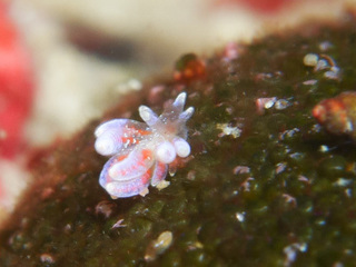 0309hanabiramino.yg nakamura.jpg