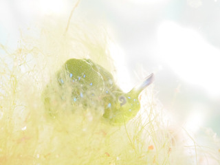 0311aoboshimidori shiho.jpg